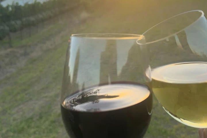 Kirstenbosch and Constantia Tour — Gardens, History & Wine Near Cape Town photo 2