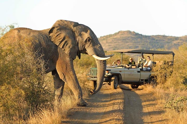 3-Day Madikwe Safari from Johannesburg — Big Five & Wild Dogs in a Malaria-Free Reserve