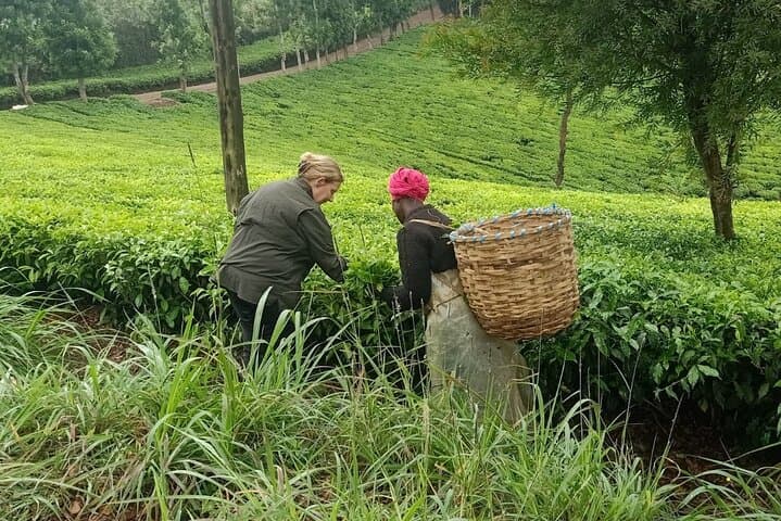 Day Tour to Kiambethu Tea Farm: Tea Tasting & Indigenous Forest Walk in Limuru photo 4