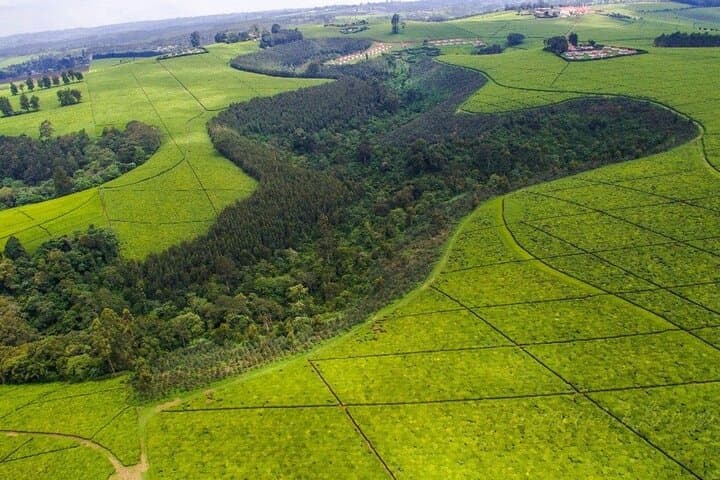 Karunguru Coffee Farm Private Tour: Nairobi Single-Origin Coffee Experience photo 2