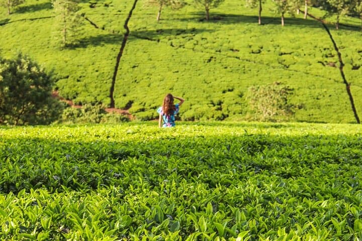 Kiambethu Tea Farm Day Tour: Limuru Tea Tasting & Forest Walk from Nairobi photo 3