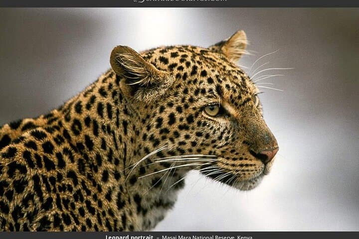 Budget 3-Day Masai Mara Safari: Group-Joining Game Drives & Great Migration