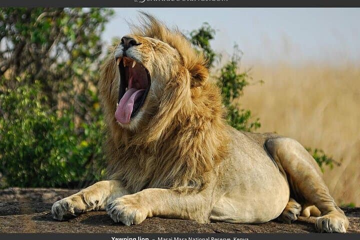 Budget 3-Day Masai Mara Safari: Group-Joining Game Drives & Great Migration photo 2