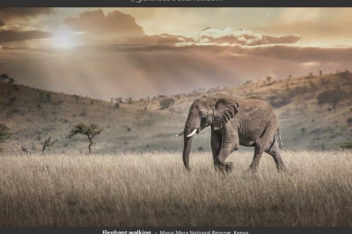 Budget 3-Day Masai Mara Safari: Group-Joining Game Drives & Great Migration photo 4