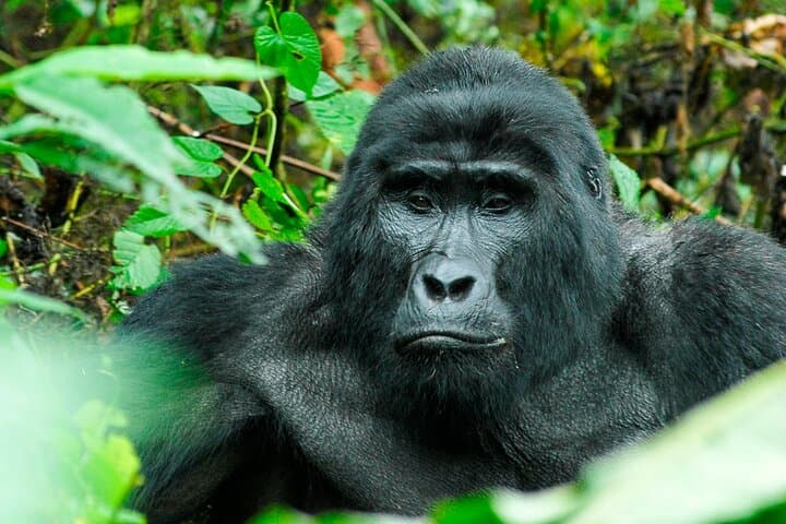 3-Day Gorilla Trekking Safari in Bwindi, Uganda — Trek, Batwa Visit & Equator Stop