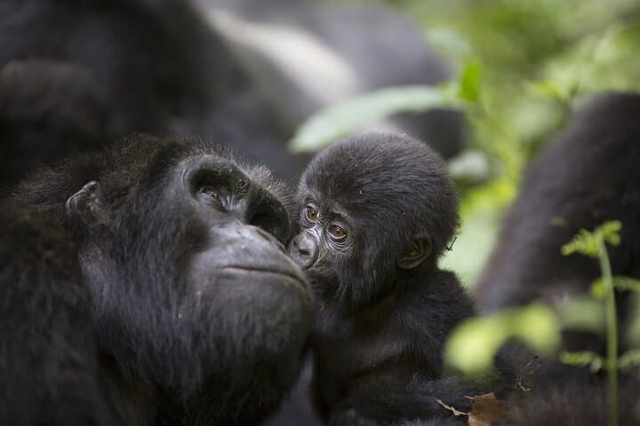 3-Day Gorilla Trekking Safari in Bwindi, Uganda — Trek, Batwa Visit & Equator Stop photo 4