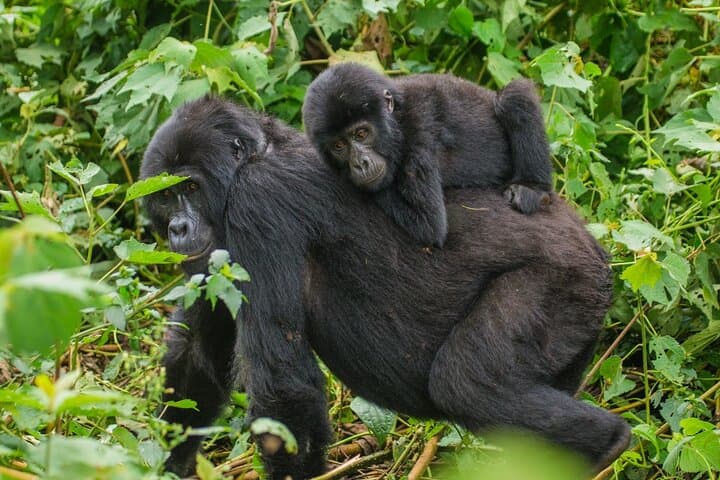 3-Day Gorilla Trekking Safari in Bwindi, Uganda — Trek, Batwa Visit & Equator Stop photo 5