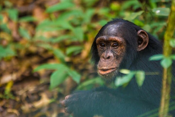 14-Day Uganda Northern Circuit Safari: Sipi Falls, Kidepo & Murchison Adventure photo 4
