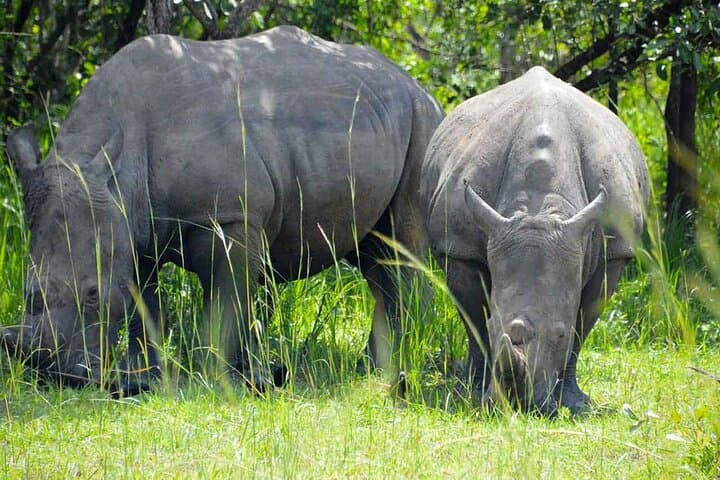 14-Day Uganda Northern Circuit Safari: Sipi Falls, Kidepo & Murchison Adventure