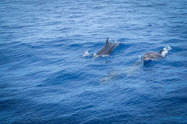 Funchal to Cabo Girao Dolphin & Whale Watching Cruise — 3-Hour Marine Safari photo 3
