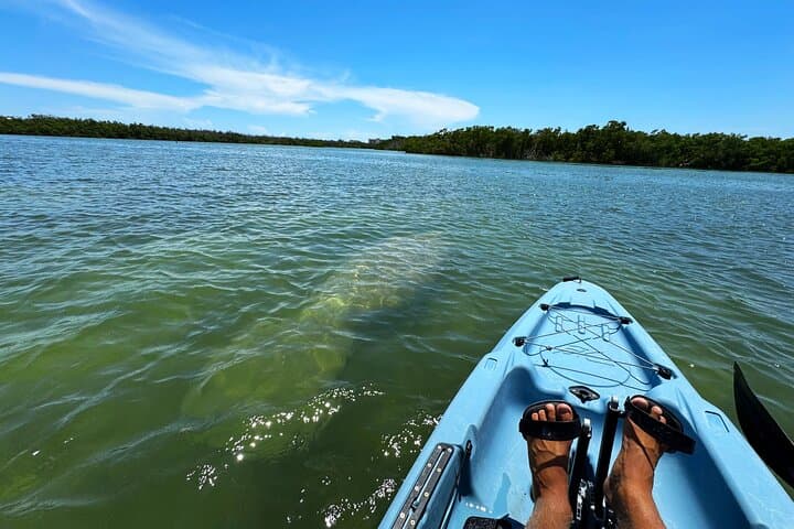 Hobie Kayak EcoTour in Estero Bay — Big Hickory Island Shelling & Wildlife photo 4