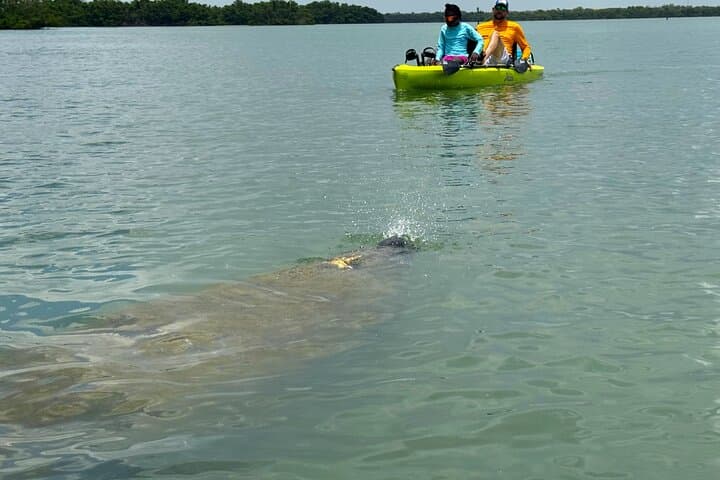 Hobie Kayak EcoTour in Estero Bay — Big Hickory Island Shelling & Wildlife photo 3