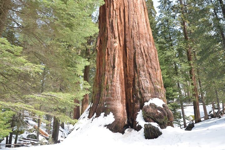 Private 2-Day Sequoia & Kings Canyon Tour from Los Angeles — General Sherman, Moro Rock & Boyden Cavern photo 3