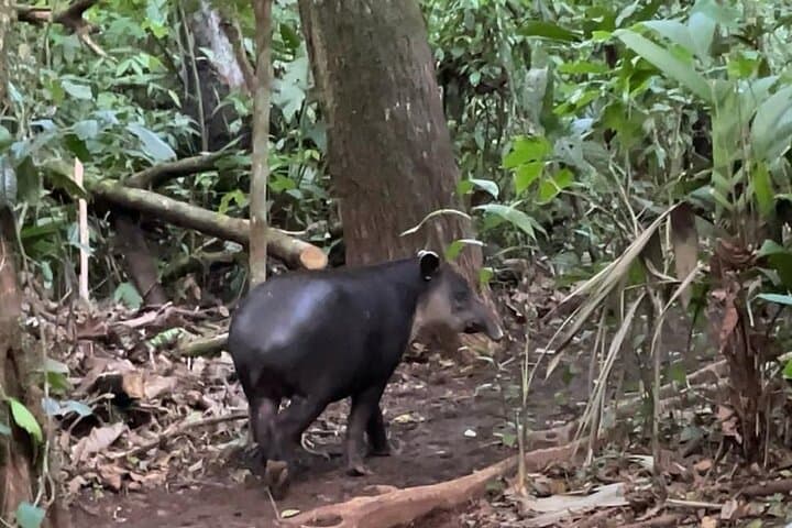 Rainforest Night Walk at Tapir Home Bijagua — Tapirs, Frogs & Nocturnal Wildlife photo 1