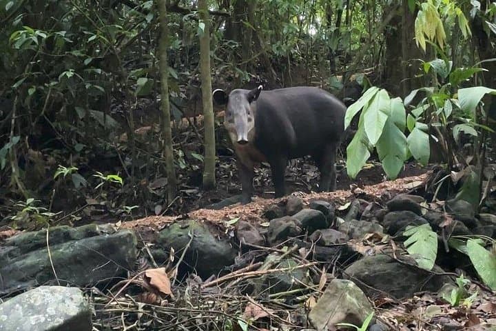 Rainforest Night Walk at Tapir Home Bijagua — Tapirs, Frogs & Nocturnal Wildlife photo 2