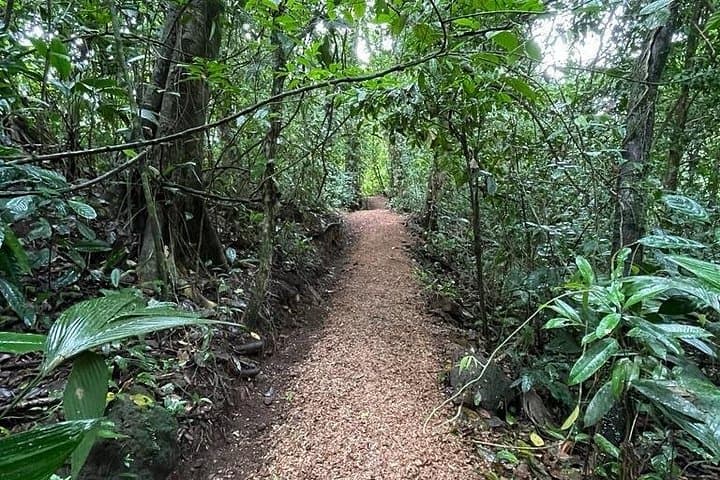 Rainforest Night Walk at Tapir Home Bijagua — Tapirs, Frogs & Nocturnal Wildlife photo 3