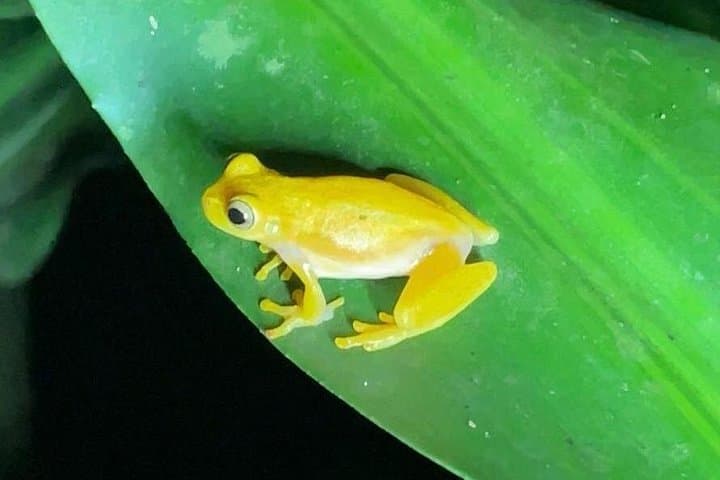 Rainforest Night Walk at Tapir Home Bijagua — Tapirs, Frogs & Nocturnal Wildlife photo 4