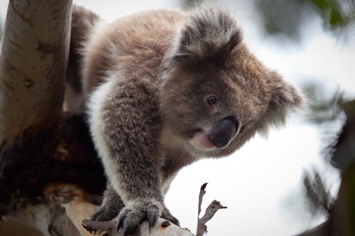 Discover Australia's Wildlife and Iconic Beach Boxes on a Half-Day Tour photo 3