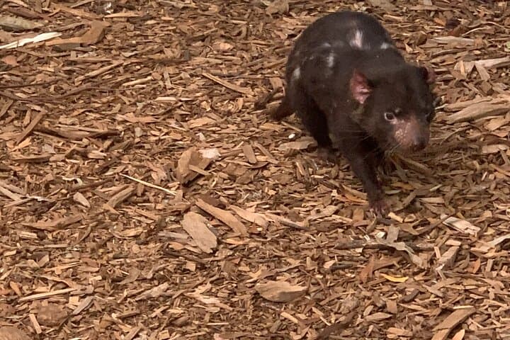 Discover Melbourne and Wildlife Wonders at Moonlit Sanctuary photo 4