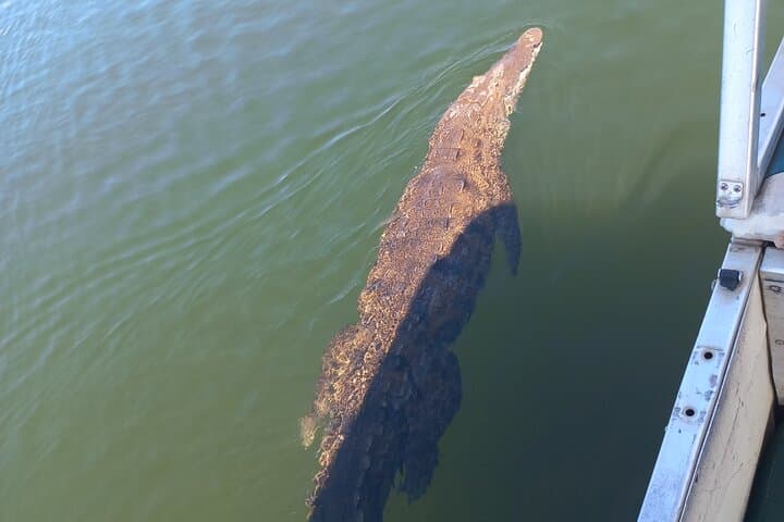 South Coast Tour: YS Falls, Black River Safari & Appleton Rum Visit photo 6