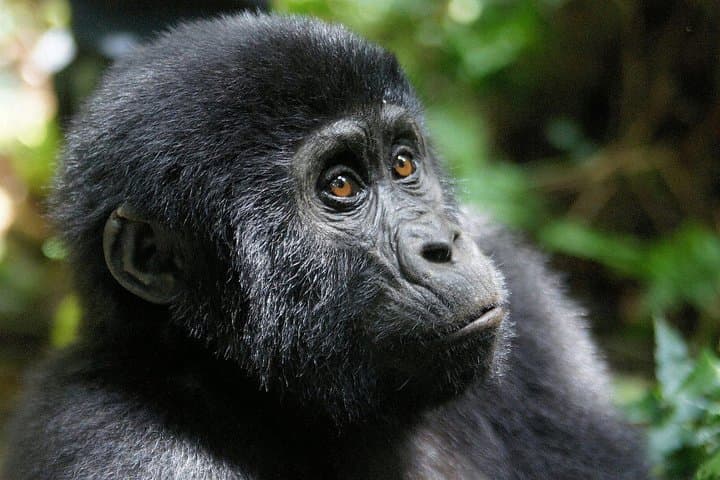 3-Day Uganda Gorilla Safari in Bwindi: Trek Mountain Gorillas & Batwa Cultural Visit photo 4