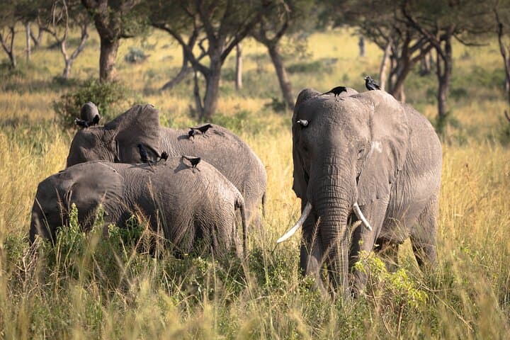 14-Day Private Uganda Safari: Gorillas, Chimpanzees & Great Lakes Expedition photo 4
