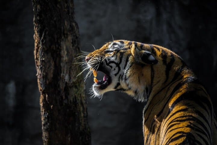 4-Day Golden Triangle & Ranthambore Safari — Delhi to Jaipur Wildlife and Monuments