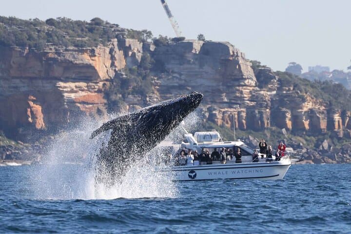 Intimate Whale Watching Cruise in Sydney Harbour