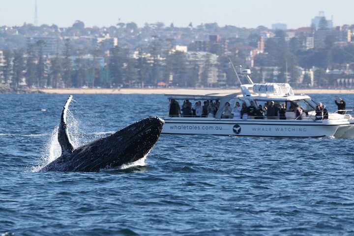 Intimate Whale Watching Cruise in Sydney Harbour photo 3