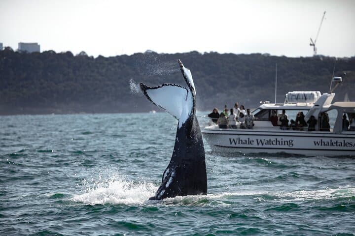 Intimate Whale Watching Cruise in Sydney Harbour photo 4