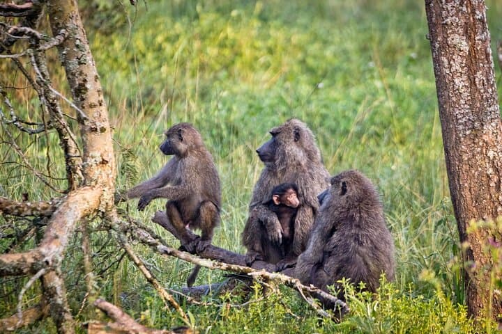 3-Day Kibale Chimpanzee Tracking Safari — Kibale Forest Primate Trek photo 6