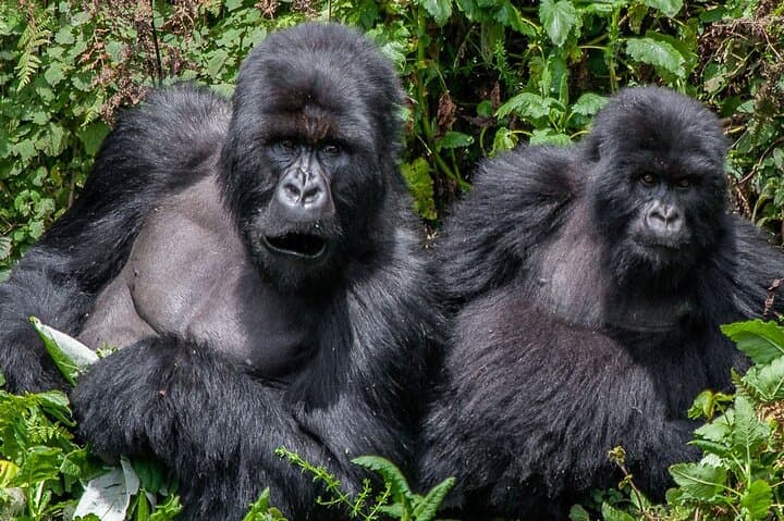 3-Day Gorilla Trekking & Batwa Cultural Safari in Bwindi Impenetrable photo 5