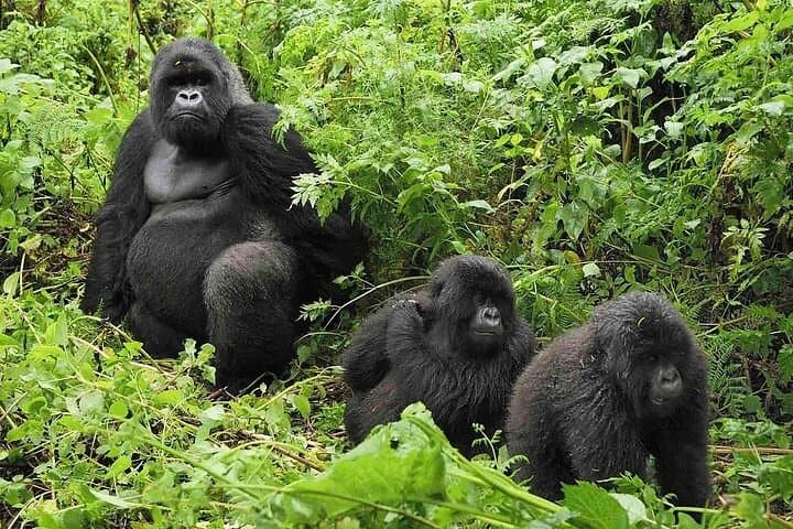 4-Day Private Gorilla Tracking and Wildlife Safari in Uganda