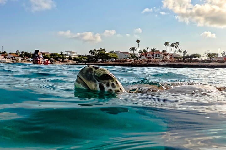 Shore Snorkel with Sea Turtles at Tres Trapi, Aruba — Family-Friendly Turtle Tour photo 3