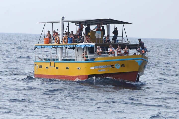 Dawn Whale and Dolphin Watching in Mirissa: All-Inclusive Boat Experience
