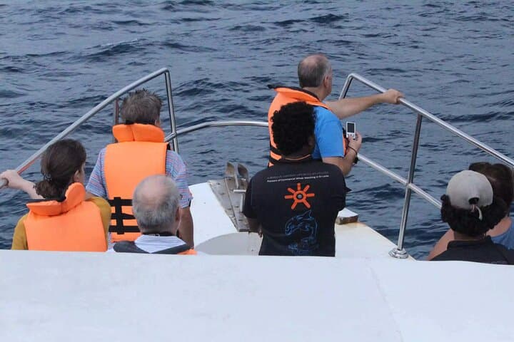 Dawn Whale and Dolphin Watching in Mirissa: All-Inclusive Boat Experience photo 3