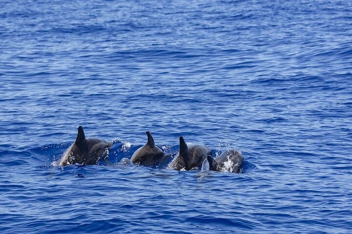 Dawn Whale and Dolphin Watching in Mirissa: All-Inclusive Boat Experience photo 6