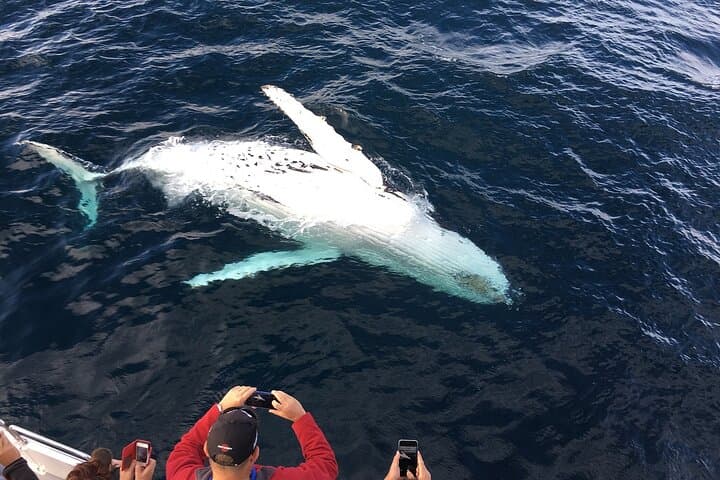 Dawn Whale and Dolphin Watching in Mirissa: All-Inclusive Boat Experience photo 4