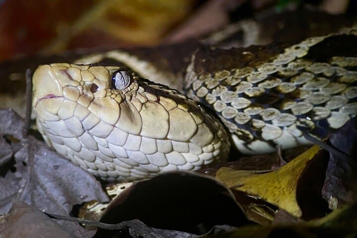 Manuel Antonio Herping Night Tour: Reptiles & Amphibians