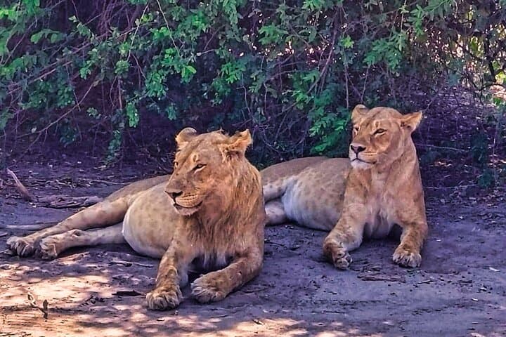 Chobe Intimate Safari: Full-Day Land & River Game Experience from Victoria Falls photo 3