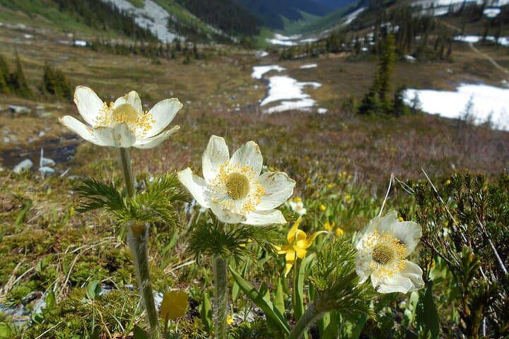 Sea-to-Sky Day Hike from Squamish: Guided Coastal Mountain Trails photo 2