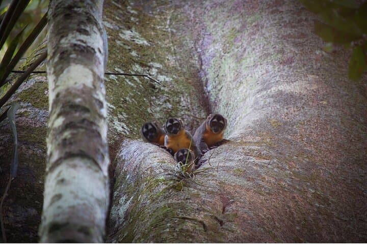 6-Day Amazon Wildlife & Camping at Curassow Lodge — Tamshiyacu-Tahuayo Reserve photo 1