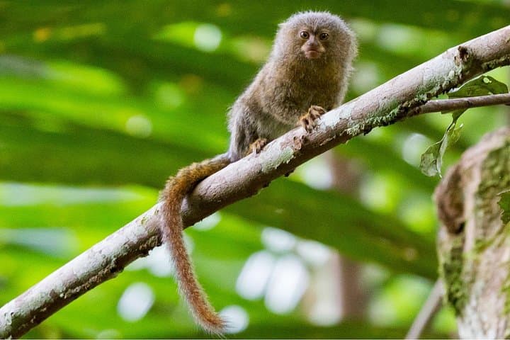 5-Day Rainforest Wildlife Adventure at Curassow Amazon Lodge (Tamshiyacu-Tahuayo Reserve) photo 1