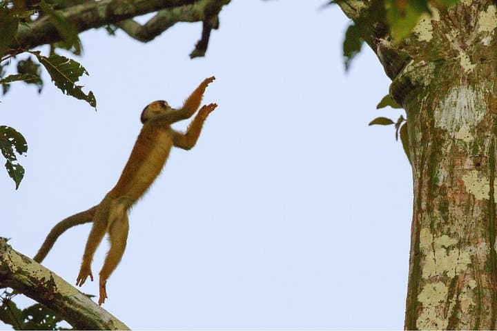 3-Day Amazon Wildlife Expedition at Curassow Lodge — Tamshiyacu-Tahuayo Reserve photo 1