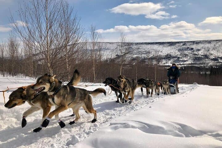 overnight-dog-sledding-adventure-white-mountains-alaska photo 2