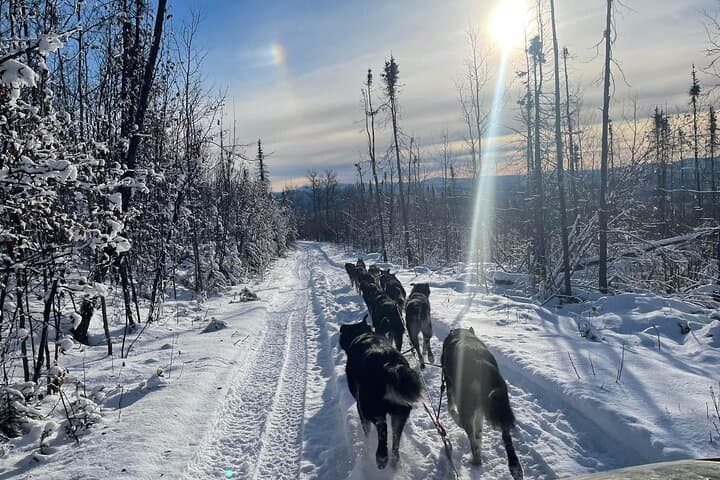 overnight-dog-sledding-adventure-white-mountains-alaska photo 4