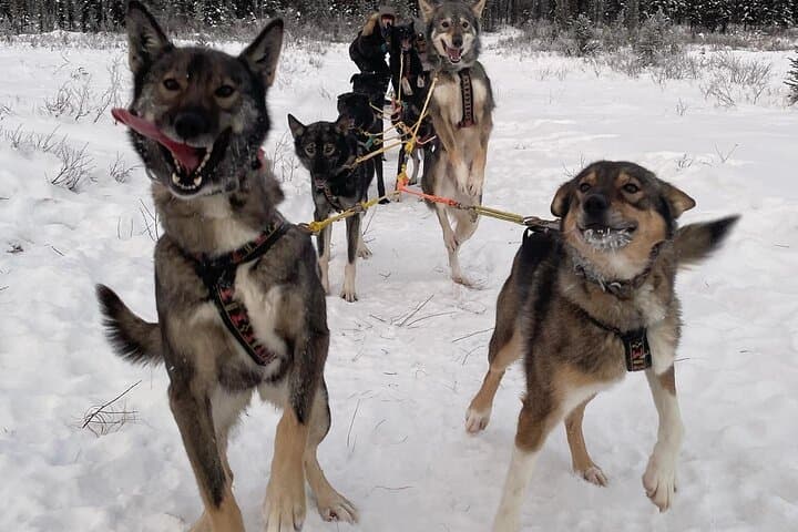 overnight-dog-sledding-adventure-white-mountains-alaska photo 6
