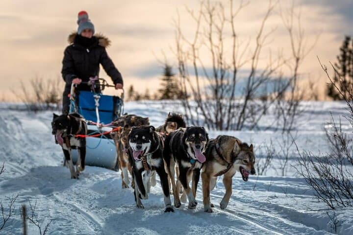 overnight-dog-sledding-adventure-white-mountains-alaska