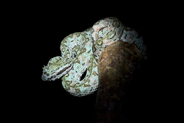 Manuel Antonio Herping Night Tour: Reptiles & Amphibians photo 5