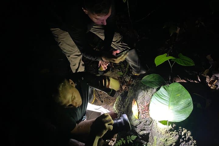 Manuel Antonio Herping Night Tour: Reptiles & Amphibians photo 3